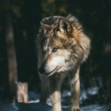 A wolf in a snowy woodland