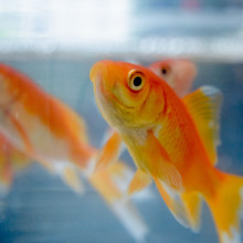 Goldfish in a tank