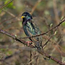 A starling sitting on a thorny branch.