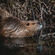 A beaver in the water next to its nest