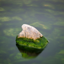 Algae on a rock