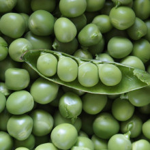 Peas in a pod on a bed of peas