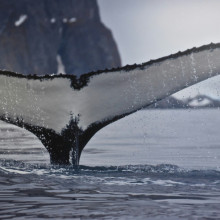 A whale's tail