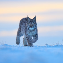 Lynx in the snow