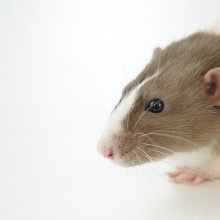 White and brown mouse on white background