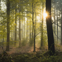 Trees in a woodland with the sun peaking through