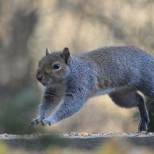 Grey squirrel jumping