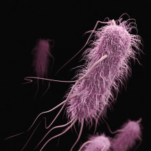 E COLI BACTERIA A representation of an e. coli bacteria in pink