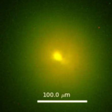 A Bose-Einstein condensate of photons.