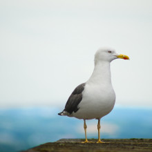 A seagull standing on a rock