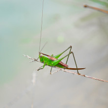 photo of a cricket on a branch