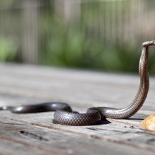 Snake on Pavement