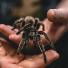 tarantula