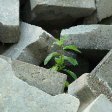 Tree in Concrete