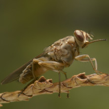 Tsetse fly