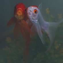 Goldfish pair