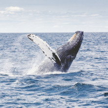 diving whale