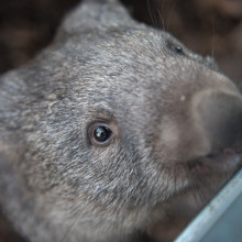 Wombat