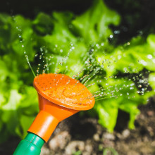 photo of someone watering plants, vegetables