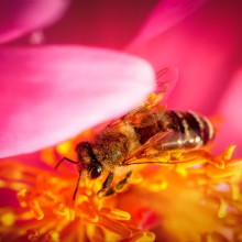 Bee in a pink flower
