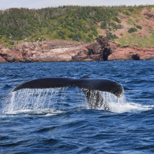The tail of a humpback whale surfacing above the water.