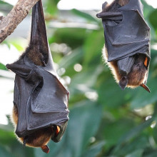 Two flying foxes roosting on a tree branch.