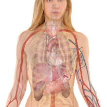 human body image