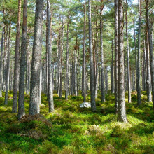 photograph of a forest