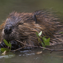 A beaver chewing on a twig in water