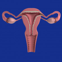 a graphic of female reproductive system