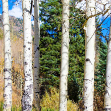 Aspen trees in Colorado.
