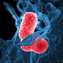 Klebsiella Pneumoniae Bacteria