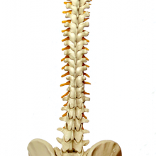 A spine from neck to pelvis