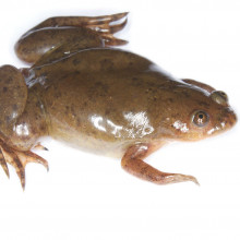 An African clawed frog, Xenopus laevis