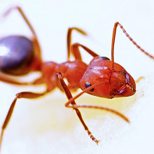 An ant
