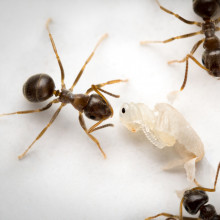 Ants poison diseased brood to halt the spread of infection.