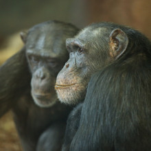Different personality traits are linked to different lifespans in male and female chimpanzees.