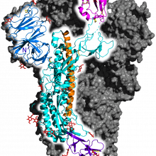 Spike glycoprotein from SARS-CoV-2.