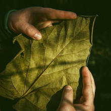 Hands holding a big, green leaf