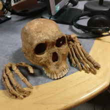 Homo Naledi skull