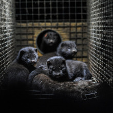 Some mink in a cage.