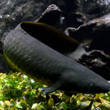Australian lungfish (Neoceratodus forsteri)
