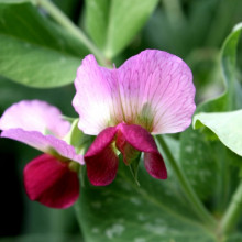 Purple pea flower