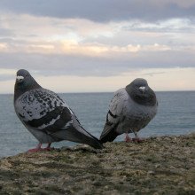 A specific genomic region gives pigeons their plumage patterns.