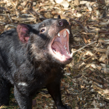 tasmanian devil, Sarcophilus harrisii