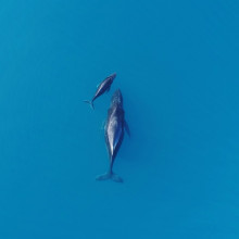 A humpback whale and its calf