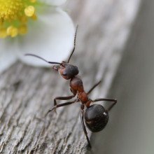 Ant near a white flower