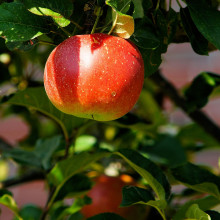 A red apple in a tree