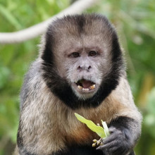 A yellow breasted Capuchin monkey eating some leaves
