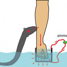 Electric eel shocking an arm